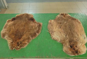 Zwierzęce skóry w bagażu. Nielegalny przewóz ujawniony na granicy w Terespolu