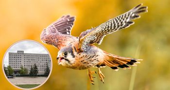 Piła: Rozbiórka byłej komendy policji wstrzymana. Wszystko przez... ptaki