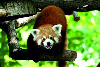 Nowe inwestycje, nowe gatunki, nowe życie. W toruńskim zoo czuć wiosnę