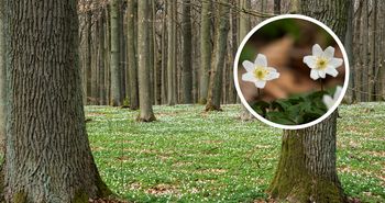 Biały dywan w lasach. Ruszył spektakl, na który czekaliśmy cały rok!