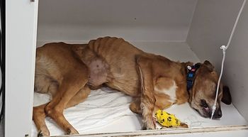 OTOZ Animals Płock błaga o pomoc dla Lucky’ego. Ciężko chory pies pilnie potrzebuje domu i leczenia!