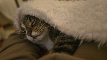 Czego boją się koty? 8 rzeczy, które go przerażają