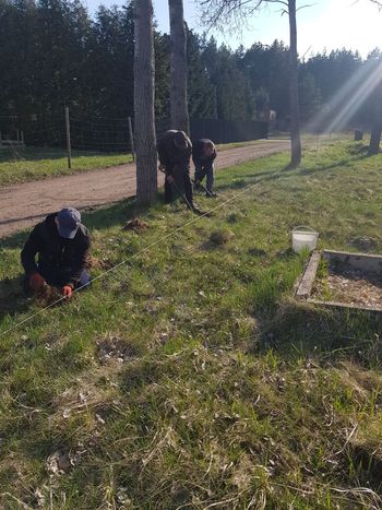 50 świerków na 50 urodziny gminy