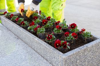 Kolorowa metamorfoza miasta. Ruszyło sadzenie kwiatów w Płocku