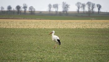 PILNE: Wiosna oficjalnie tu jest! Pierwsze bociany zameldowały się w Północnej Wielkopolsce