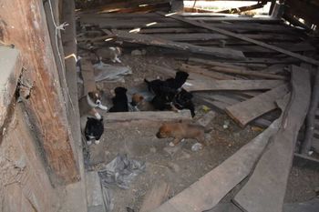 "18 psów w koszmarnych warunkach i nielegalna broń". 59-latek z Opolszczyzny usłyszał trzy poważne zarzuty