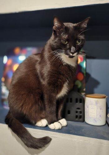 Kołtun w sierści kota. Nożyczki to nie rozwiązanie