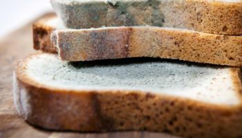 Jeśli myślisz, że odkrojenie pleśni z kromki chleba wystarczy, aby ją zjeść, jesteś w błędzie!