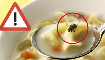 Jedna mucha może skazić cały talerz jedzenia. Przenosi ona ponad 200 bakterii i wirusów