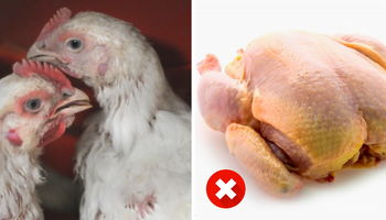 80% hodowców drobiu szprycuje kurczaki antybiotykami. Potem za grosze sprzedają je w sklepach