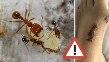 Ugryzienie tych gatunków mrówek u alergików powoduje nawet martwicę skóry