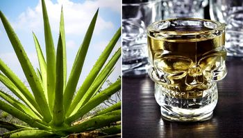5 powodów, dla których tequila powinna być Twoim alkoholem nr 1