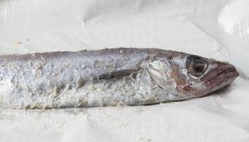 Świeża ryba z supermarketu pełna żywych pasożytów