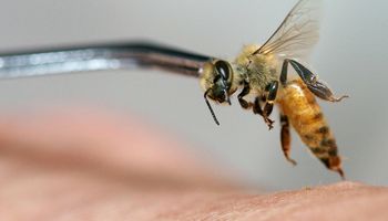 Terapia jadem pszczelim bulwersuje lekarzy. Powód jest prosty: działa na 12 strasznych chorób!