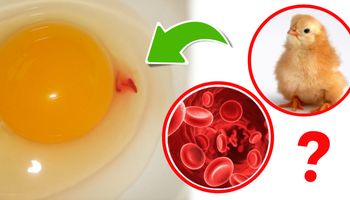 Czym jest czerwona plamka w jajku? Wiele osób czuje obrzydzenie, gdy na nią trafi