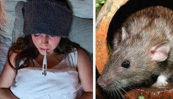Jakie choroby przenoszą szczury i jak można się ich szybko pozbyć?