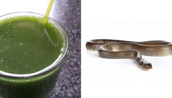Dieta wężowa – ludzie chudną na niej w ekspresowym tempie. Czy jest bezpieczna?