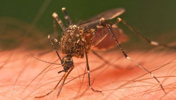 Preparat na komary chroni przed COVID-19? Sprawdza to brytyjska armia