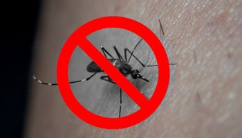 Uchroń się przed komarami. Te rośliny skutecznie je odstraszają