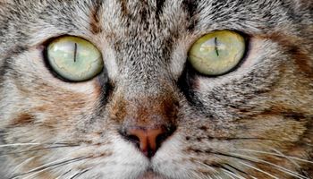 Naukowcy: „Lek przeznaczony dla kotów może chronić ludzi przed koronawirusem”