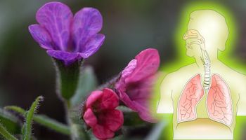 Miodunka – roślina, która oczyszcza płuca ze smogu i zwiększa odporność pęcherzyków płucnych