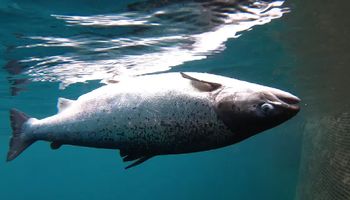 Importowane ze Szkocji łososie żyją w okrutnych warunkach. Martwe ryby to tam codzienność