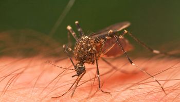 Badanie dało odpowiedź na pytanie, kogo najbardziej „lubią” komary. Wszystko rozbija się o pot