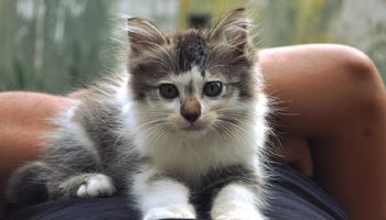 Badanie potwierdza. Koty mogą pomóc w leczeniu lekoopornych infekcji