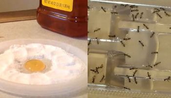 Naturalny sposób na odstraszenie robaków. Więcej nie zobaczysz ich w swoim domu