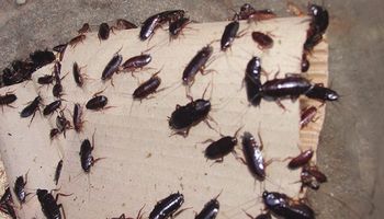 Jeśli zmagasz się z karaluchami, wystarczy umieścić tę mieszankę w każdym rogu mieszkania!