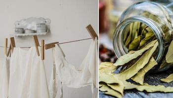 Uratuj zafarbowane ubrania, dodając liście laurowe do prania