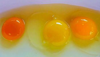 Po kolorze żółtka możesz dowiedzieć się wiele na temat pochodzenia jajka