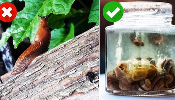 3 skuteczne metody na pozbycie się ślimaków z ogródka. Koniec ze zniszczonymi plonami!