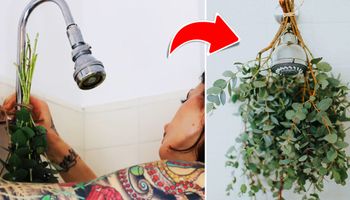 Eukaliptus pod prysznicem? Coraz więcej osób umieszcza roślinę w łazience