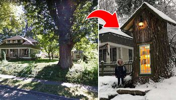 Kobieta zamieniła pień po 110-letnim drzewie w darmową bibliotekę. Jej sąsiedzi byli zachwyceni