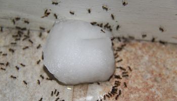 Jak pozbyć się mrówek z domu? Istnieje jedna prosta metoda