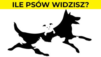 Liczba psów jaką zobaczysz, ilustruje Twój wiek mentalny. Zdziwisz się ile lat ma Twój umysł