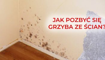 Jak pozbyć się grzyba ze ścian? Remont nie zawsze jest konieczny