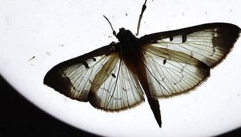 Nie taka ćma straszna. 3 naturalne metody, które odstraszą te nocne motyle
