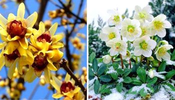 9 roślin ogrodowych, które zakwitają zimą. Nie zważają na śnieg i zachwycają barwnymi kwiatami