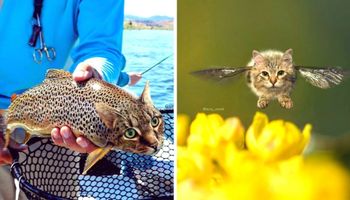 27 fenomenalnych fotomontaży z kotami w roli głównej. Koto-jeże i koto-pszczółki istnieją!