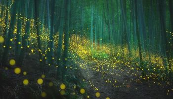 Magiczny, świetlny spektakl w japońskim lesie. To świetliki rozpoczęły swoje zaloty