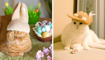 23 czapeczki dla kotów, które zostały zrobione z ich własnej sierści. Pomysł, jakiego nie było!