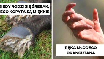 15 ciekawostek o zwierzętach, które zaskoczą każdego miłośnika dzikiego życia