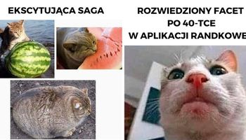 21 memów z kotami w roli głównej, które każdego doprowadzą do wybuchu niekontrolowanego śmiechu