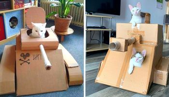 Tajemnica rozwiązana! 5 powodów dlaczego koty upodobały sobie kartonowe pudełka