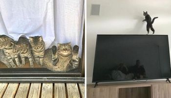 20 razy, kiedy kocia natura wydała się wadliwa. Dziwne zdjęcia „popsutych” kotów
