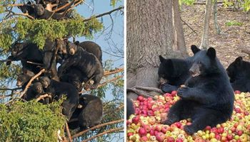 17 niedźwiadków, które robią tak niecodzienne rzeczy, że chciałoby się je przytulić