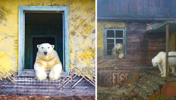 10 zdjęć niedźwiedzi polarnych, które zawłaszczyły rosyjską chatkę