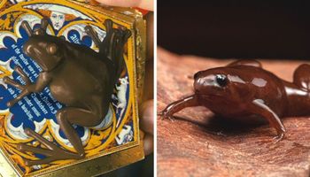 Odnaleziono stworzenie przypominające czekoladową żabę znaną z Harrego Pottera. Ma pysk tapira